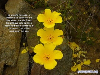 En un año lluvioso, el
desierto se convierte en
mar, en un mar de flores.
Se atribuye este curioso
acontecimiento climático al
fenómeno del Niñooscilación del sur.

 