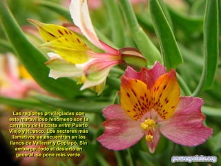 Las regiones privilegiadas con
este maravilloso fenómeno son la
carretera de la costa entre Puerto
Viejo y Huasco. Los sectores más
llamativos se encuentran en los
llanos de Vallenar y Copiapó. Sin
embargo, todo el desierto en
general, se pone más verde.

 