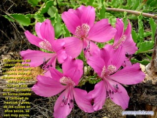 El fenómeno del
desierto florido
provoca un fuerte
impacto sobre el
sistema ecológico
de la zona.
Durante este
evento, aumenta
en forma notable
la cantidad de
insectos y aves,
de los cuales en
años secos, se
ven muy pocos.

 