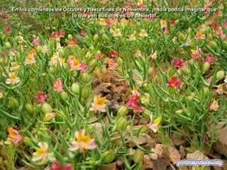 En los comienzos de Octubre y hasta fines de Noviembre, ¡nadie podría imaginar que
lo que ven sus ojos es un desierto!

 