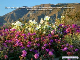 Flores de todos colores aparecen, principalmente cerca de la costa, formando una
hermosa alfombra multicolor.

 