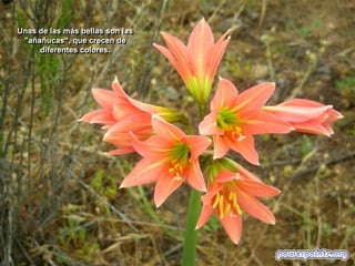 Unas de las más bellas son las
"añañucas“, que crecen de
diferentes colores.

 