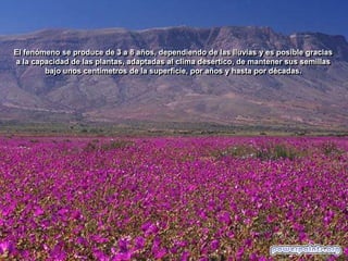 El fenómeno se produce de 3 a 8 años, dependiendo de las lluvias y es posible gracias
a la capacidad de las plantas, adaptadas al clima desértico, de mantener sus semillas
bajo unos centímetros de la superficie, por años y hasta por décadas.

 
