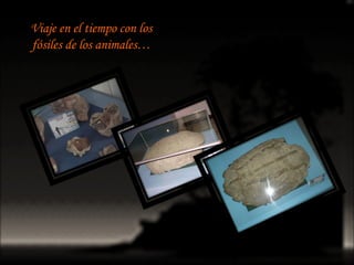 Viaje en el tiempo con los fósiles de los animales… 