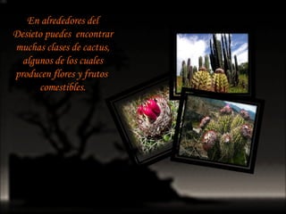 En alrededores del Desieto puedes  encontrar muchas clases de cactus, algunos de los cuales producen flores y frutos  comestibles. 