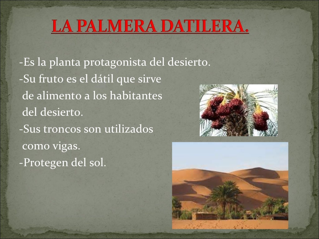 <ul><li>-Es la planta protagonista del desierto. </li></ul><ul><li>-Su fruto es el dátil que sirve </li></ul><ul><li>de al...