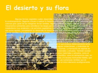 El desierto y su flora Algunas formas vegetales suelen desarrollar hojas duras y muy pequeñas para producir la evotranspiración, llegando incluso a realizar la fotosíntesis durante la noche, como la Salicornia, que coloniza gran parte de los márgenes de las ramblas. Algunas plantas efímeras carecen de los mecanismos suficientes para sobrellevar los largos períodos de sequía, sin embargo disponen de un metabolismo muy acelerado y de períodos vegetativos muy cortos, así sus semillas germinan y crecen con suma rapidez, completando su desarrollo en breve tiempo, suficiente como para florecer y generar nuevas semillas a la espera de otro período húmedo, como el caso de la raspalengua, matagallos o gamonita. Otras especies afrontan el rigor del medio mediante la suculencia o capacidad de almacenar agua en su interior, como la Chumbera. Otro procedimiento consiste en desarrollar amplios sistemas radiculares para captar agua, de carácter superficial, lo que produce distanciamiento entre las plantas o bien horizontales aprovechando la existencia de aguas subterráneas, y dotándose de órganos ajenos a la radiación solar, como bulbos, tubérculos y rizomas. La formación de espinas es uno de los sistemas defensivo que presenta gran número de matorrales y arbustos. También existen plantas parásitas que aprovechan los fluidos de las raíces de otros matorrales o arbustos, como el jopillo de lobo.. Han aparecido nuevas plantas de gran interés científico, como la siempreviva rosa, en peligro de extinción por el valor ornamental de sus inflorescencias y la escasa moricandia foetida, que florece en las primaveras lluviosas sobre los taludes margosos. Las numerosas ramblas que se encajan sobre estos paisajes telúricos y abrasadores constituyen el único elemento ecológicamente diferenciado del desierto. 