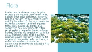 Flora
Las formas de vida son muy simples,
escasas y en algunos casos inexistente.
Suelen tener algas terrestres, líquenes,
hongos, musgos, pasto antártico, clavel
ártico y hepáticas. En los lugares menos
extremos aparecen también algunas
herbáceas. Las pocas plantas que
sobreviven en este continente están
restringidas a pequeñas áreas sin hielo.
No hay árboles y la vegetación se limita
a 350 especies, sobre todo líquenes,
musgos y algas. Hay ricos lechos de tal
vegetación en partes de la península, y
se han descubierto líquenes en
crecimiento en montañas aisladas a 475
km del polo sur.
 