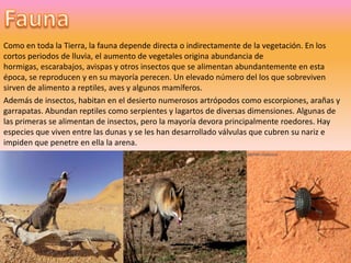 FaunaComo en toda la Tierra, la fauna depende directa o indirectamente de la vegetación. En los cortos periodos de lluvia, el aumento de vegetales origina abundancia de hormigas, escarabajos, avispas y otros insectos que se alimentan abundantemente en esta época, se reproducen y en su mayoría perecen. Un elevado número del los que sobreviven sirven de alimento a reptiles, aves y algunos mamíferos. Además de insectos, habitan en el desierto numerosos artrópodos como escorpiones, arañas y garrapatas. Abundan reptiles como serpientes y lagartos de diversas dimensiones. Algunas de las primeras se alimentan de insectos, pero la mayoría devora principalmente roedores. Hay especies que viven entre las dunas y se les han desarrollado válvulas que cubren su nariz e impiden que penetre en ella la arena. 