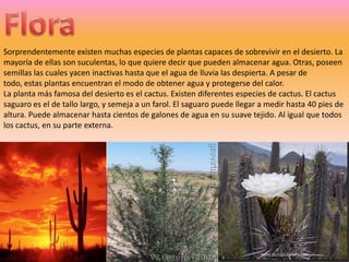 FloraSorprendentemente existen muchas especies de plantas capaces de sobrevivir en el desierto. La mayoría de ellas son suculentas, lo que quiere decir que pueden almacenar agua. Otras, poseen semillas las cuales yacen inactivas hasta que el agua de lluvia las despierta. A pesar de todo, estas plantas encuentran el modo de obtener agua y protegerse del calor. La planta más famosa del desierto es el cactus. Existen diferentes especies de cactus. El cactus saguaro es el de tallo largo, y semeja a un farol. El saguaro puede llegar a medir hasta 40 pies de altura. Puede almacenar hasta cientos de galones de agua en su suave tejido. Al igual que todos los cactus, en su parte externa.