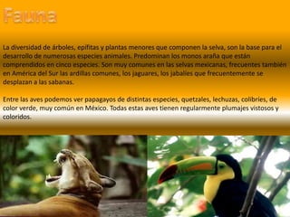 FaunaLa diversidad de árboles, epífitas y plantas menores que componen la selva, son la base para el desarrollo de numerosas especies animales. Predominan los monos araña que están comprendidos en cinco especies. Son muy comunes en las selvas mexicanas, frecuentes también en América del Sur las ardillas comunes, los jaguares, los jabalíes que frecuentemente se desplazan a las sabanas. Entre las aves podemos ver papagayos de distintas especies, quetzales, lechuzas, colibríes, de color verde, muy común en México. Todas estas aves tienen regularmente plumajes vistosos y coloridos. 