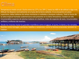 ClimaTemperatura media anual: Oscila entre los 27º y los 29º C, hasta los 400 m de altitud o algo más. Altitud: Se dispone normalmente en el piso de la tierra caliente. Si se encuentra en pisos superiores, debe hablarse de selvas montanas o nubladas o bosques nubosos. Toda la fauna de la selva tropical húmeda sudamericana está presente en la Selva Amazónica. Existen en ella innumerables especies de plantas todavía sin clasificar, miles de especies de aves, innumerables anfibios y millones de insectos.Desde los insectos hasta los grandes mamíferos como el jaguar, el puma, la danta y los venados. Reptiles como tortugas, caimanes, babillas y serpientes, como la famosa anaconda, también lo habitan. 