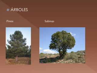  ÁRBOLES
Pinos Sabinas
 