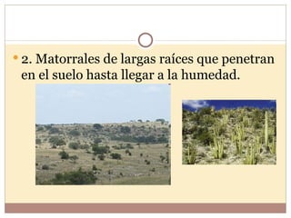  2. Matorrales de largas raíces que penetran
 en el suelo hasta llegar a la humedad.
 