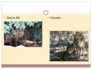  Zorros Kit    Coyotes
 