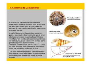 A Anatomia do Compartilhar 
S S 
A razão áurea não se limita unicamente às 
humanas Atlantic Sundial Shell 
crescimento espiralado 
preferências estéticas humanas, mas fazem parte 
de relações notáveis entre as proporções dos 
padrões de crescimento de entidades vivas, como 
animais e plantas. 
Moon Snail Shell 
A espiral de contorno das conchas revela um 
padrão acumulativo de crescimento, que já foram 
objeto de numerosas investigações artísticas e 
científicas crescimento espiralado 
científicas. Tais padrões são espirais logarítmicas 
de razão áurea, o que é conhecido como a teoria 
perfeita do padrão de crescimento. 
Theodore Andréas Cook, em seu livro “As Curvas 
da Vida, descreve estes padrões de crescimento 
como “Os processos essenciais da vida...” 
Em cada fase de crescimento, caracterizada por 
uma espiral, a nova espiral está muito próxima de Comparação da Tíbia Shell 
um quadrado de razão áurea, maior do que a 
com o padrão de crescimento 
anterior. 
da seção de ouro. 
 
