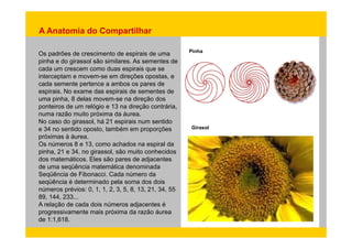 A Anatomia do Compartilhar 
Os padrões de crescimento de espirais de uma 
pinha e do girassol são similares. As sementes de 
cada crescem como duas Pinha 
um espirais que se 
interceptam e movem-se em direções opostas, e 
cada semente pertence a ambos os pares de 
espirais. No exame das espirais de sementes de 
uma pinha, 8 delas movem-se na direção dos 
ponteiros de um relógio e 13 na direção contrária, 
numa razão muito próxima da áurea. 
No caso do girassol, há 21 espirais num sentido 
e 34 no sentido oposto, também em proporções 
próximas à áurea. 
Os números 8 e 13, como achados na espiral da 
pinha 34 girassol Girasol 
pinha, 21 e 34, no girassol, são muito conhecidos 
dos matemáticos. Eles são pares de adjacentes 
de uma seqüência matemática denominada 
Seqüência de Fibonacci. Cada número da 
seqüência é determinado pela soma dos dois 
números prévios: 0, 1, 1, 2, 3, 5, 8, 13, 21, 34, 55 
89, 144, 233... 
A relação de cada dois números adjacentes é 
progressivamente mais próxima da razão áurea 
de 1:1,618. 
 
