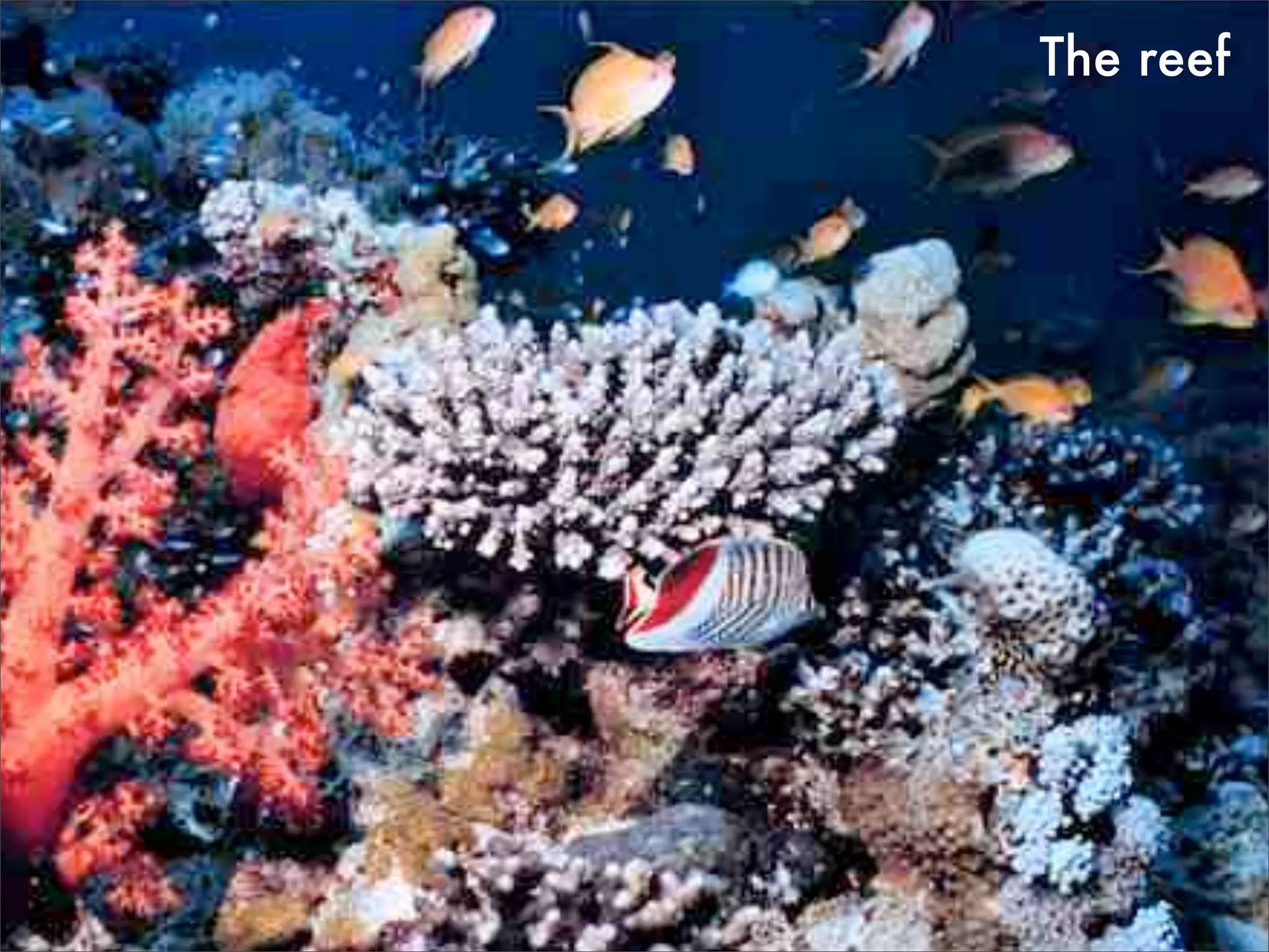 Design for being in the world