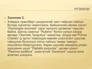ҮРГЭЛЖЛЭЛ
 Зохиомж 2.
 Хоёрдох хувилбарт цэцэрлэгийг засч тайрсан гоёлын
бутаар хүрээлэн чимэглэжээ. Байшингийн өмнөх хэсэгт
“Hydrangea anomala” зэрэг ороонго ургамлыг тарьсан
байна. Шатны хаалгыг “Rubens” болон уулын зогдор
өвсөөр “Clematis Tangutica” чимэглэж, зогдор өвс”Prince
Charles”-д эргэн тойрондоо өөрийн үзэсгэлэнт цэцгээр
гайхуулах бололцоо олгон гоёлын төмөр тавиурт
онцгойлон байрлуулжээ. Харин цэцгийн мандалд улаан
хуруувчин цэцэг “Digitalis purpurea”, цагаан цээнэ
“Peaonia lastiflora”, шимтэглэй “Geranium” цэцгэс өнгө
алаглан үзэгдэнэ.
 