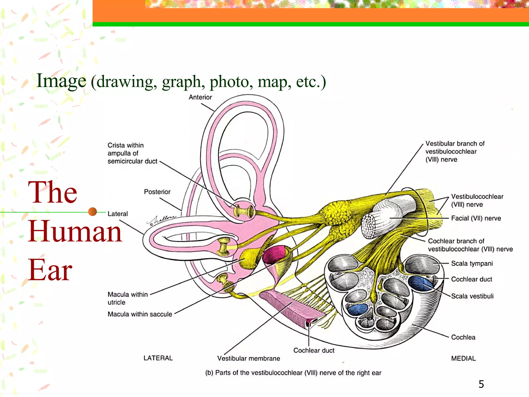 The  Human Ear Image  (drawing, graph, photo, map, etc.) 