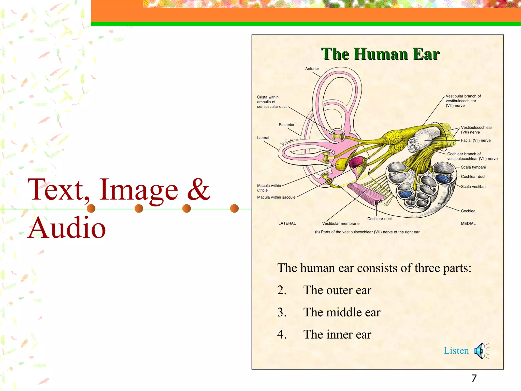 Text, Image & Audio   The human ear consists of three parts: The outer ear The middle ear The inner ear Listen The Human Ear 