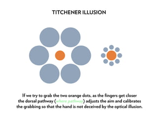 If we try to grab the two orange dots, as the fingers get closer
the dorsal pathway (where pathway) adjusts the aim and ca...
