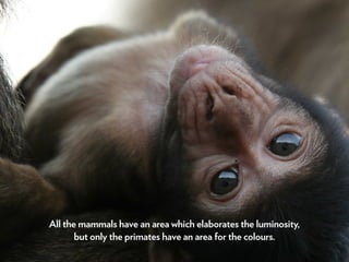 All the mammals have an area which elaborates the luminosity,
but only the primates have an area for the colours.
 
