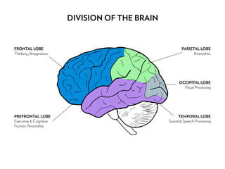 DIVISION OF THE BRAIN
FRONTAL LOBE
Thinking / Imagination
PREFRONTAL LOBE
Executive & Cognitive
Fuction, Personality
PARIE...