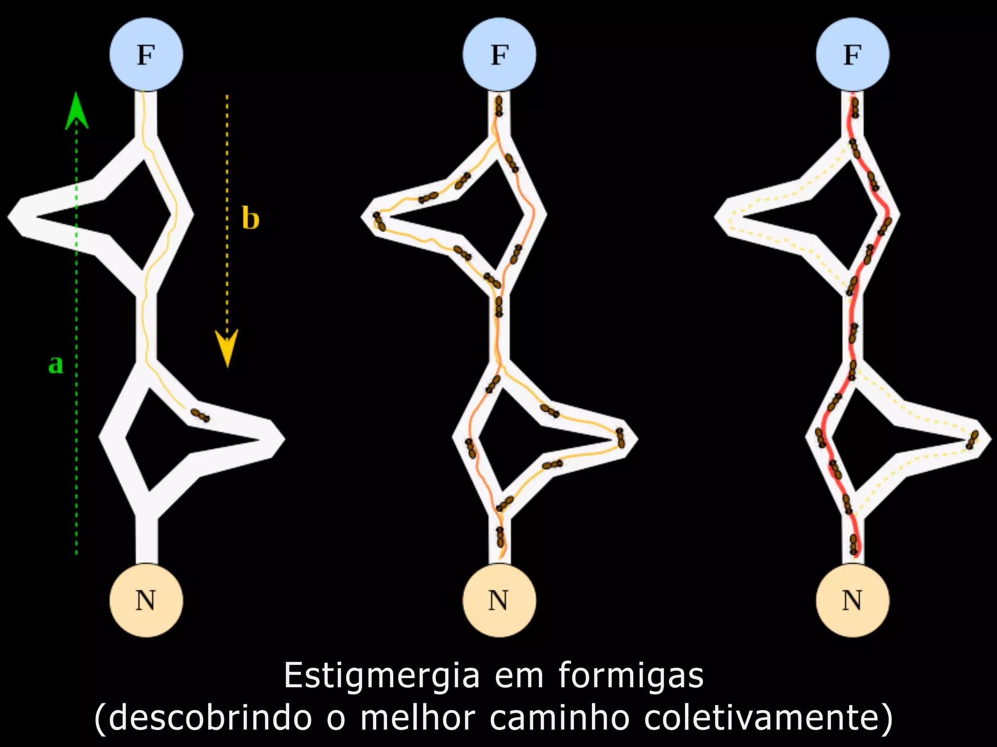 Estigmergia em formigas
(descobrindo o melhor caminho coletivamente)
 