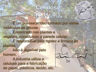 Celulose (C6H1005)n	É um polissacarídeo formado por várias moléculas de glicose.	Encontrado nas plantas e vegetais, constituindo a parede celular.	É responsável pela rigidez e firmeza às plantas.	Não é digerível pelo homem.	A industria utiliza a celulose para a fabricação de papel, plásticos, tecido, etc.