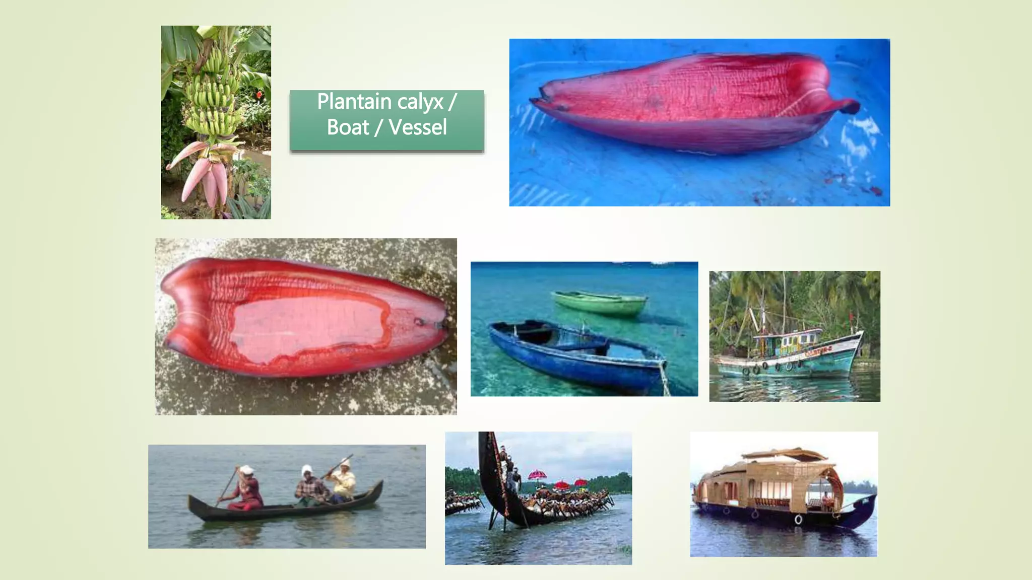 Plantain calyx /
Boat / Vessel
 