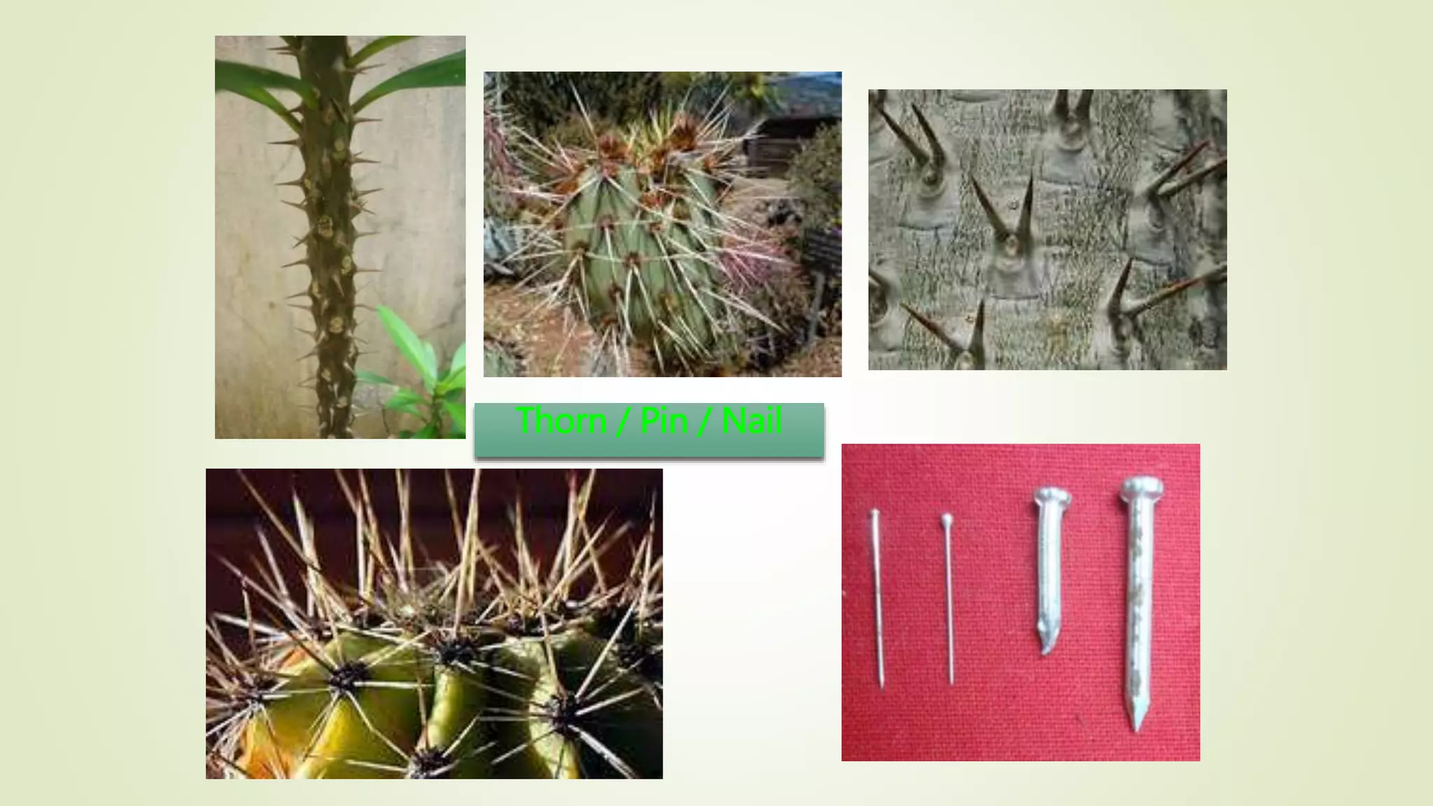 Thorn / Pin / Nail
 