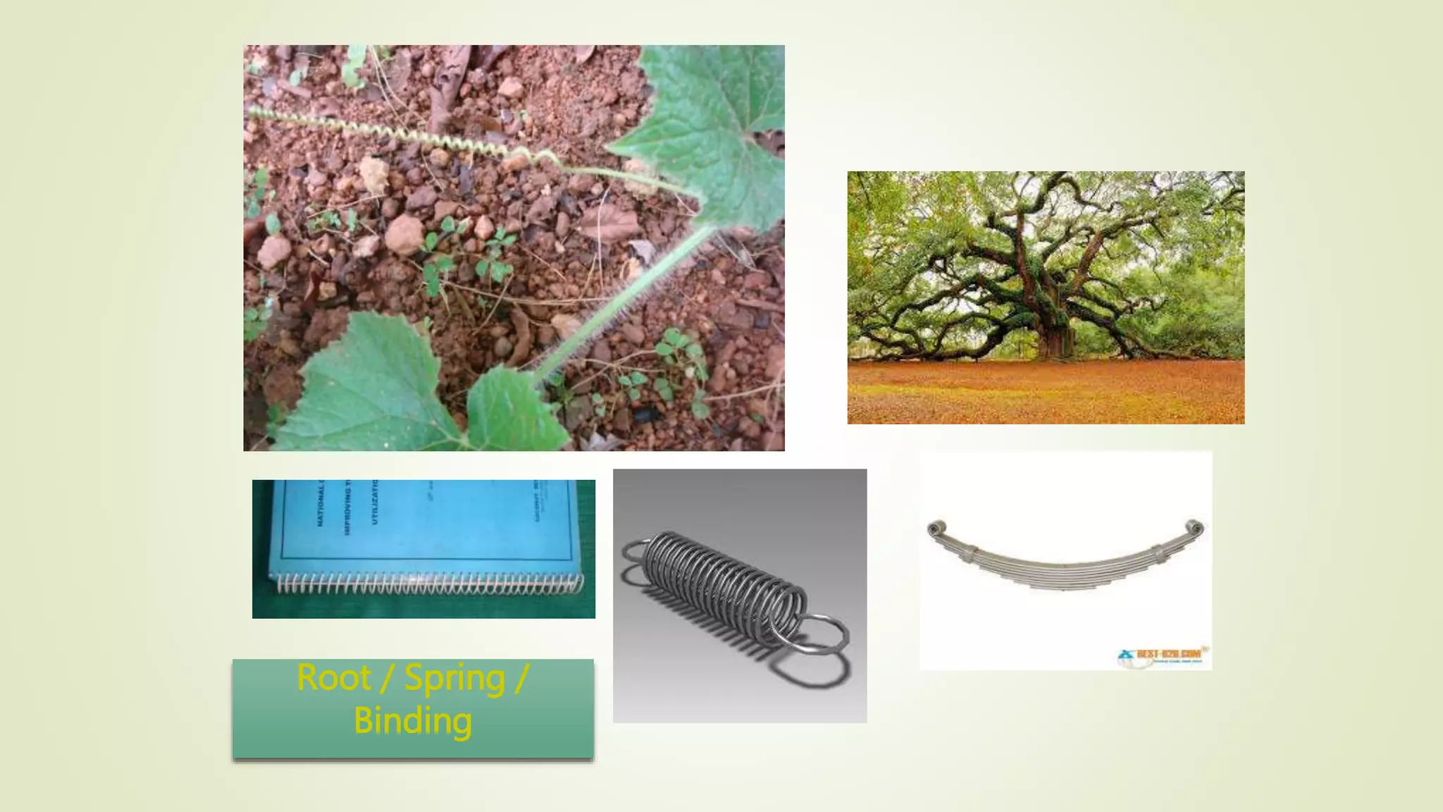 Root / Spring /
Binding
 