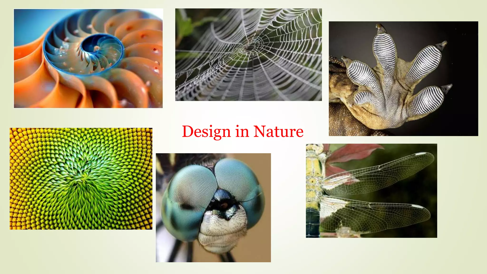 Design in Nature
 