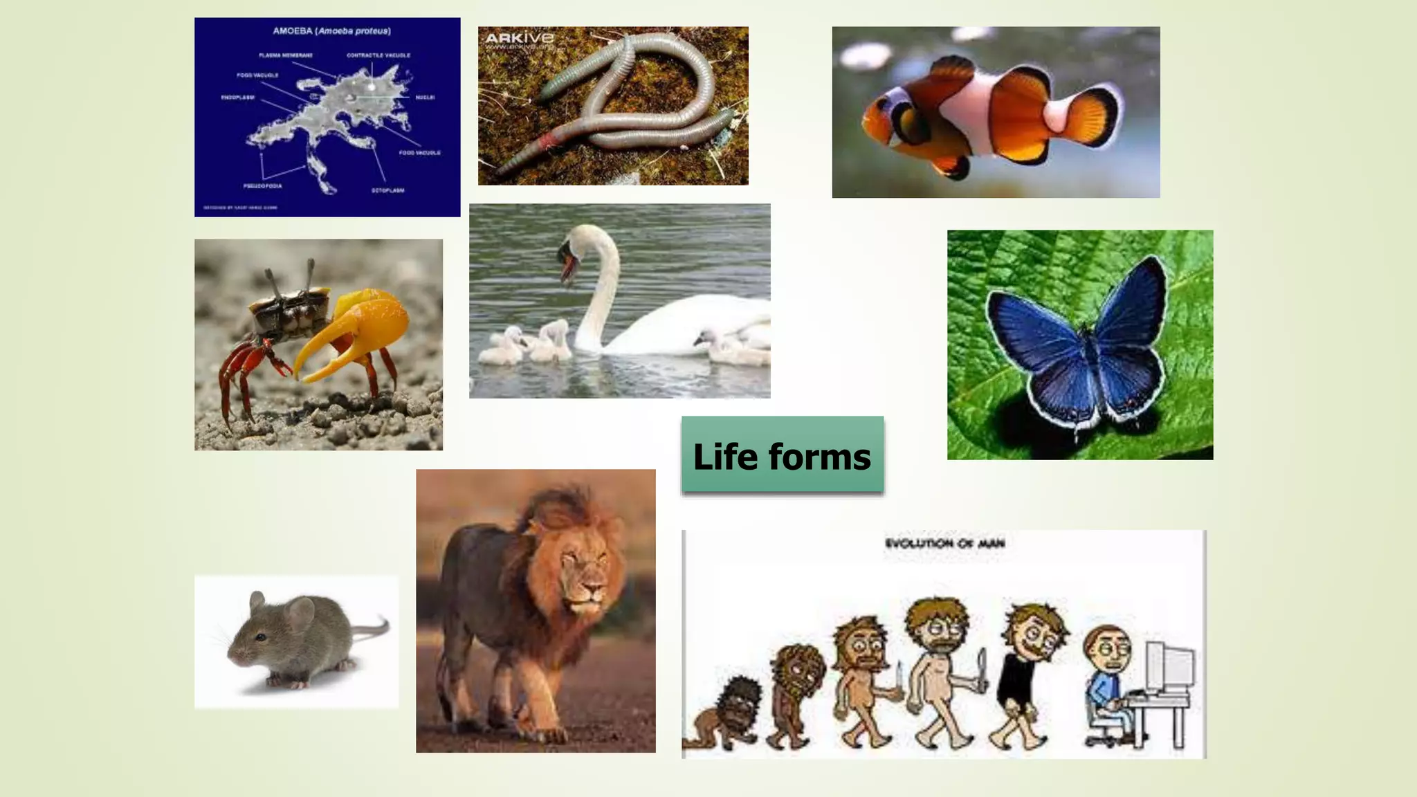 Life forms
 
