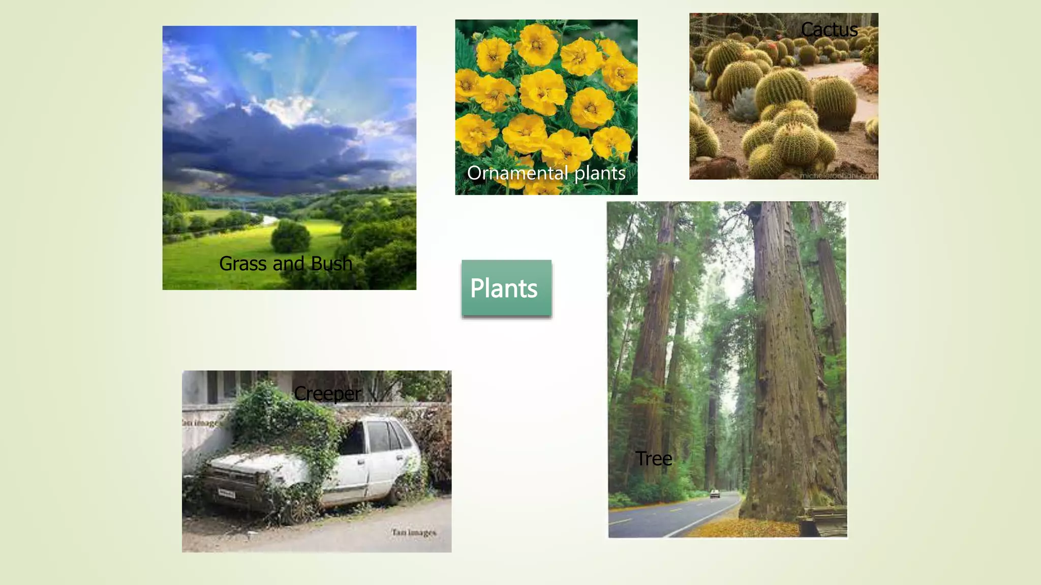 Plants
Grass and Bush
Cactus
Ornamental plants
Tree
Creeper
 