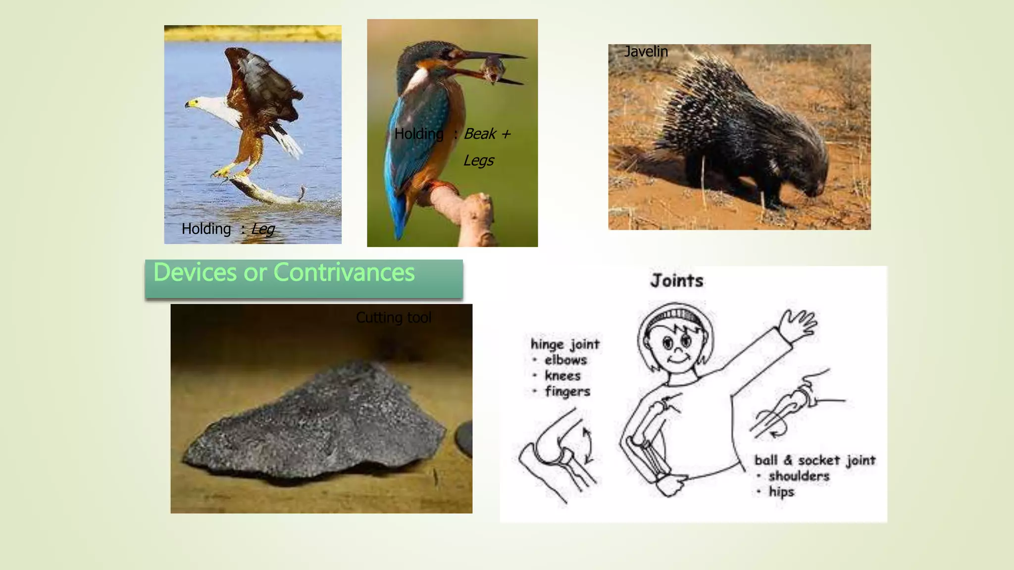 Devices or Contrivances
Holding : Leg
Holding : Beak +
Legs
Javelin
Cutting tool
 