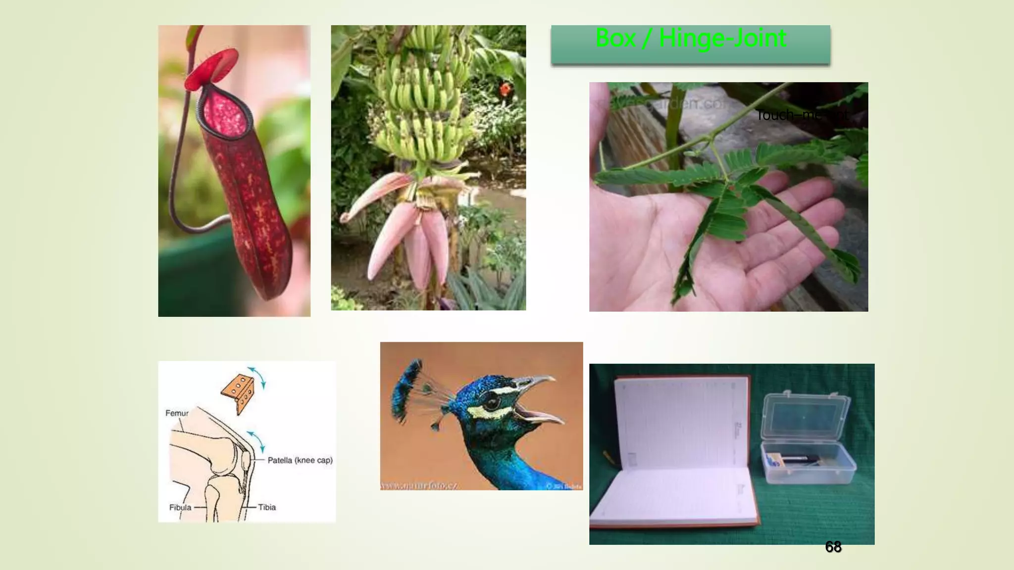 Box / Hinge-Joint
Touch–me-not
68
 