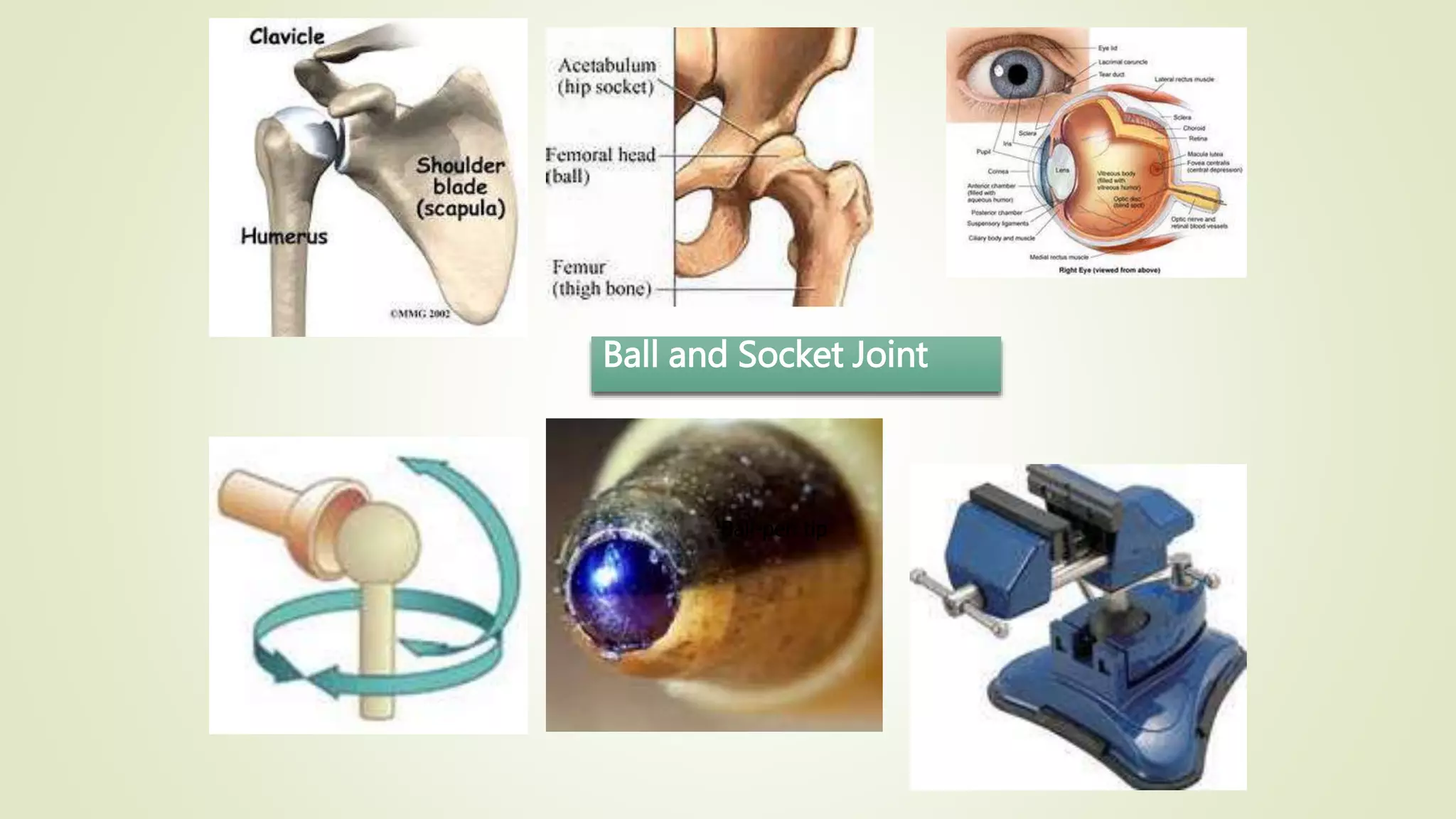 Ball and Socket Joint
Ball-pen tip
Universal vice
 
