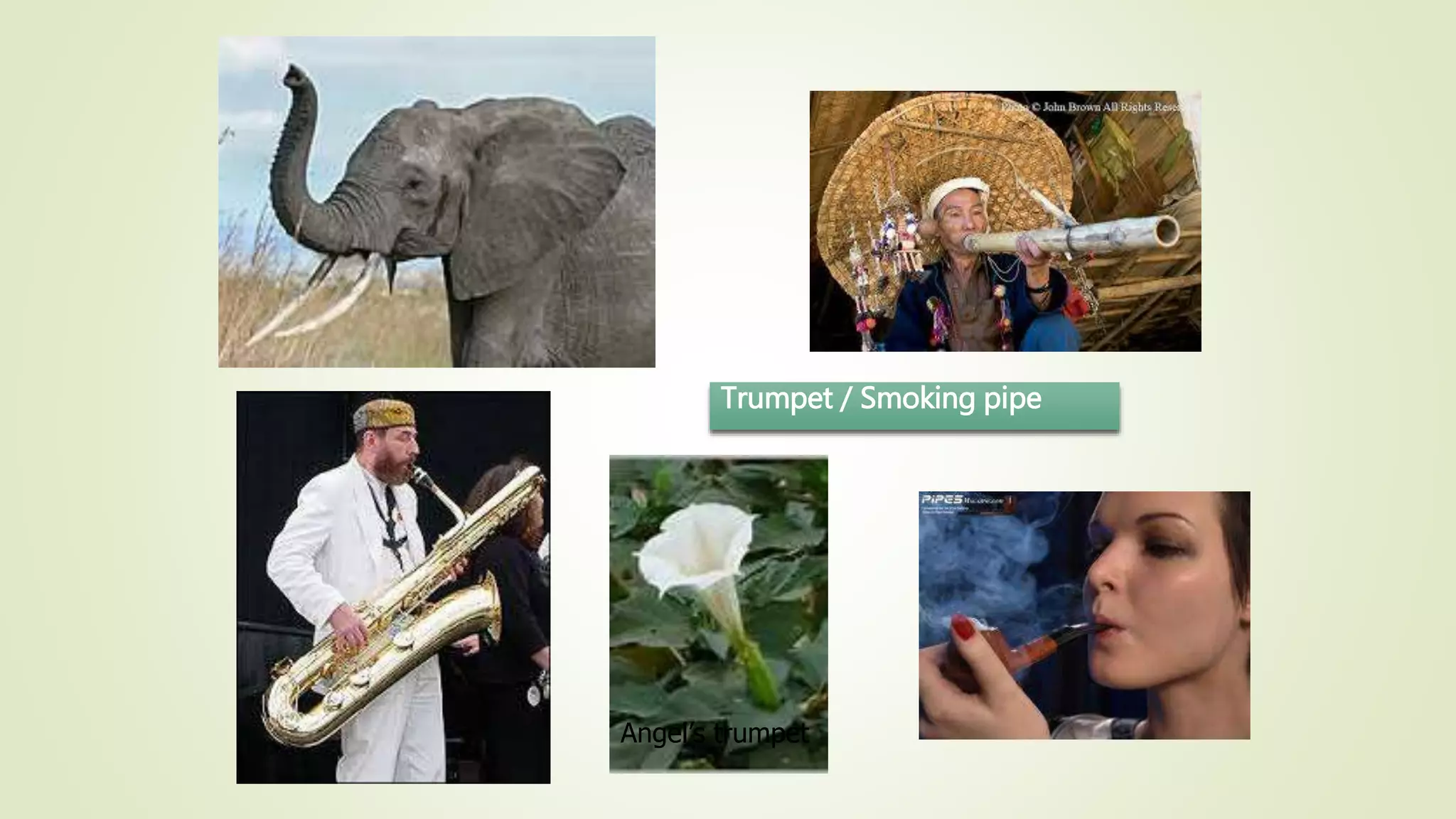 Trumpet / Smoking pipe
Angel’s trumpet
 