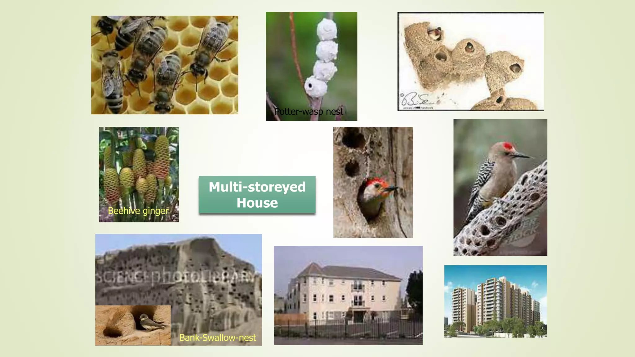 Multi-storeyed
HouseBeehive ginger
Bank-Swallow-nest
Swallow-nest
Potter-wasp nest
 