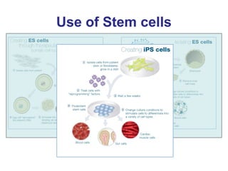 Stem cells




•   Therapeutic cloning use the cloning    •   Reproductive cloning procedure to produce
    procedure to p...