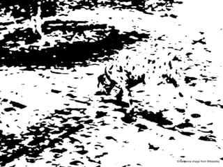 Emergence image from Wikipedia.  