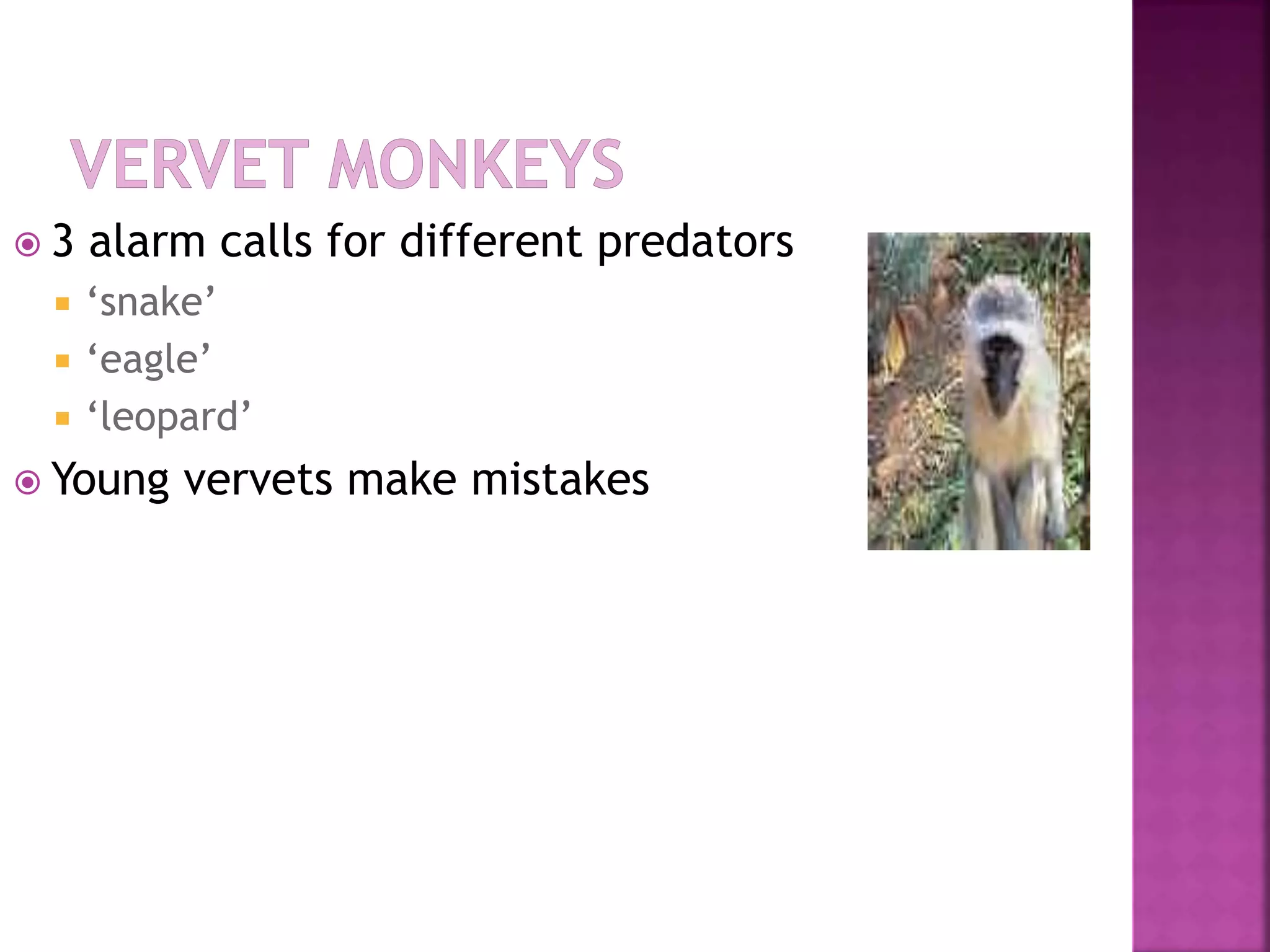  3 alarm calls for different predators
 ‘snake’
 ‘eagle’
 ‘leopard’
 Young vervets make mistakes
 