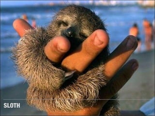 SLOTH

 