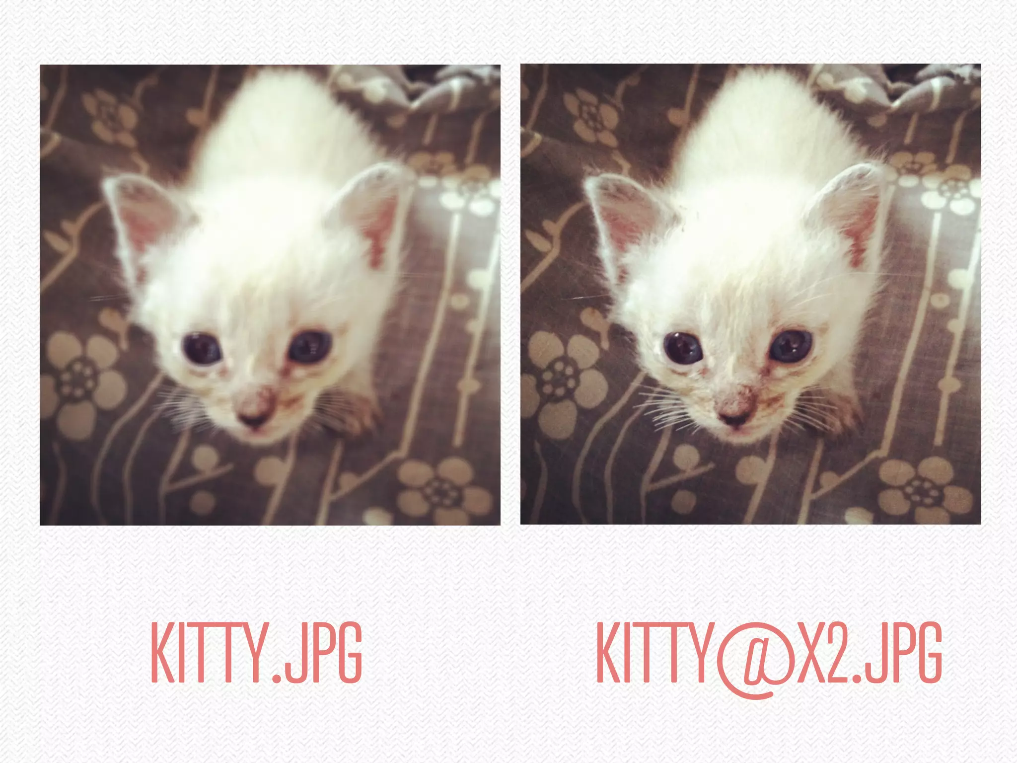 KITTY.JPG   KITTY@X2.JPG
 