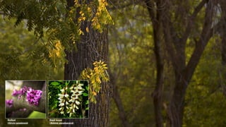 Medlar
(Mespilus germanica)
Spicebush
(Lindera benzoin)
Yellowhorn
(Xanthoceras sorbifolia)
Hazelnut
(Corylus Americana)
S...