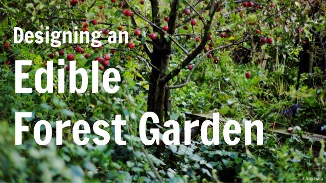 How To Design A Beautiful Edible Forest Garden