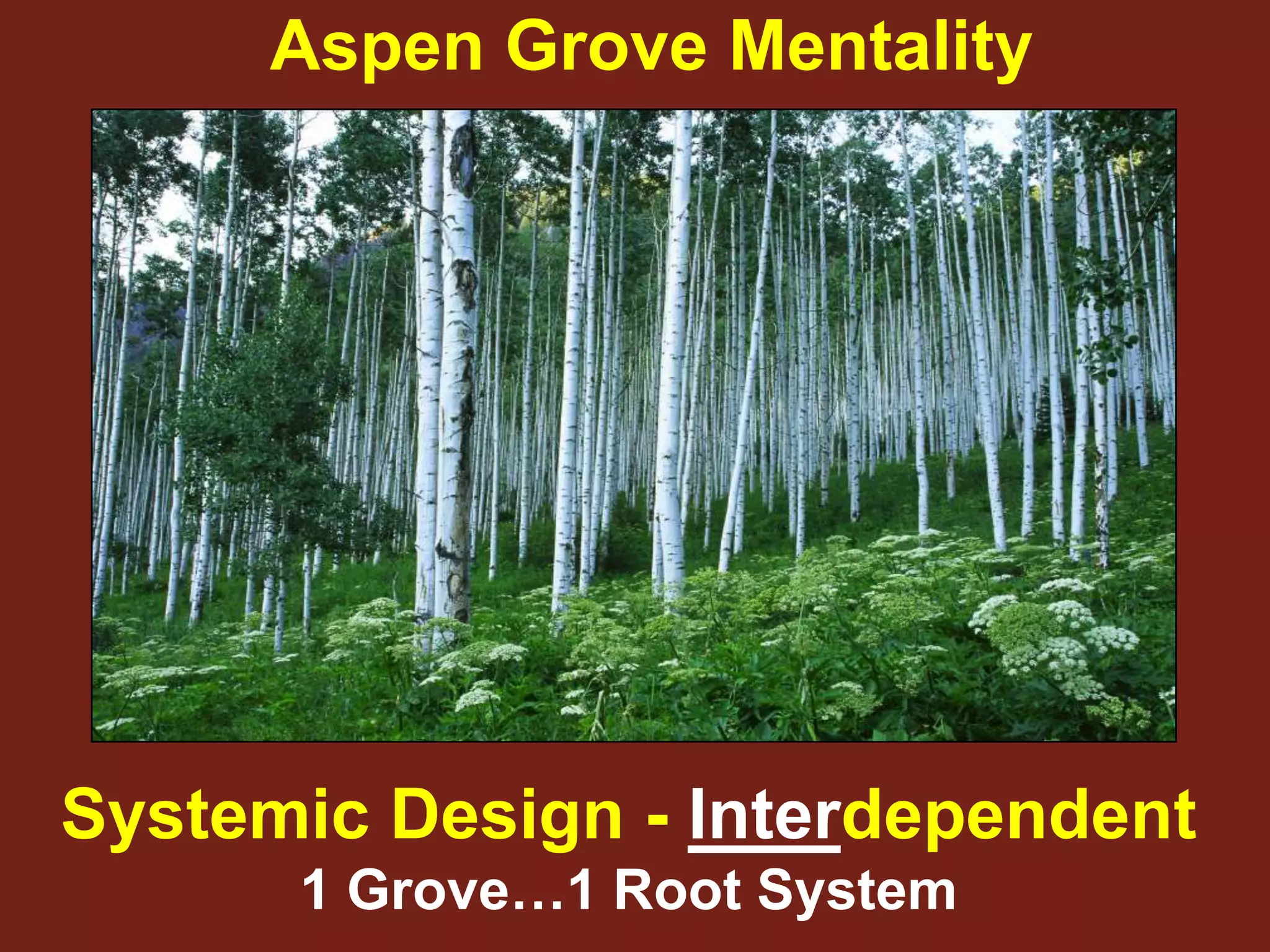 Aspen Grove Mentality




Systemic Design - Interdependent
      1 Grove…1 Root System
 
