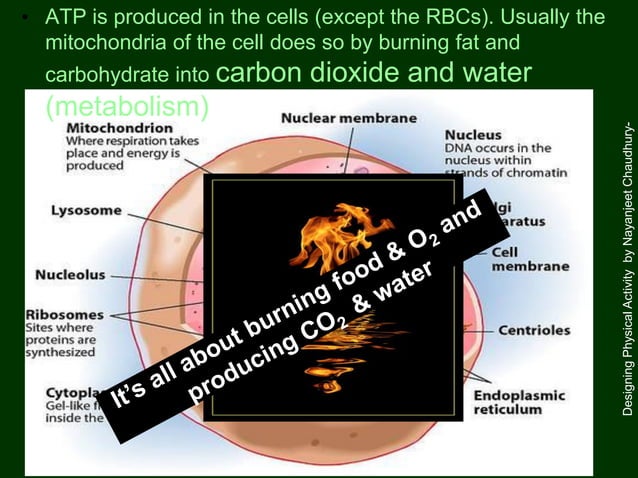 Designing Exercise Programs By Dr Nayanjeet Ppt